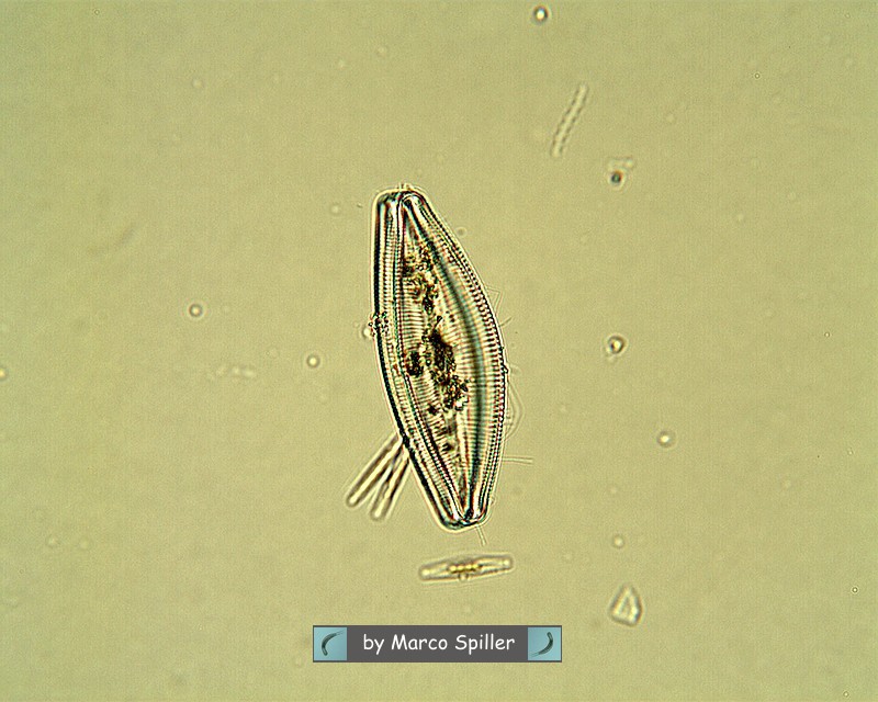 Cymbopleura inaequalis in riproduzione ?